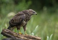 Buzzard (juv)