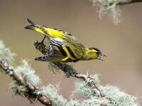 Siskin (m)