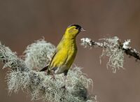 Siskin (m)