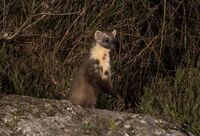 Pine-Marten