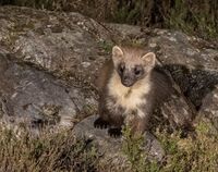 Pine-Marten