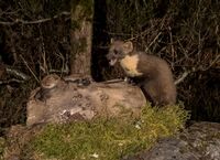 Pine-Marten