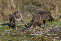 Buzzards