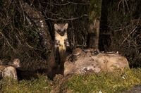 Pine-Marten