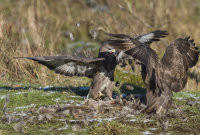 Buzzards