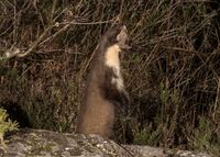 Pine-Marten