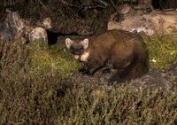 Pine-Marten