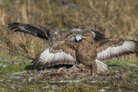 Buzzards