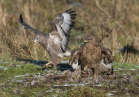 Buzzards
