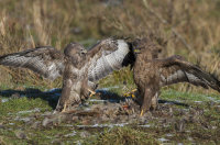 Buzzards