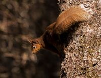 Red-Squirrel