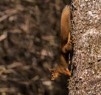 Red-Squirrel