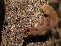 Red-Squirrel