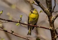 Siskin (m)