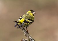 Siskin (m)