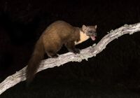 Pine-Marten