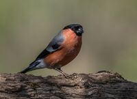 Bullfinch (m)