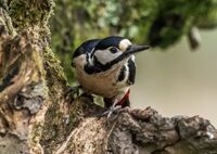 Great-spotted-Woodpecker (f)