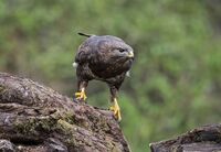 Buzzard