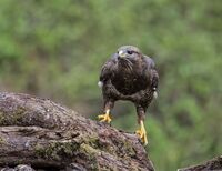 Buzzard