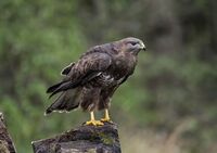 Buzzard