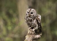 Tawny-Owl
