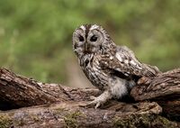 Tawny-Owl