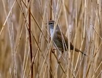 Cettis Warbler