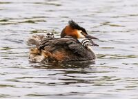 Great-crested-Grebes