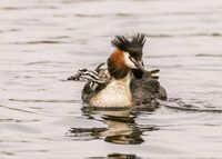 Great-crested-Grebes