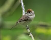 Blackcap (f)