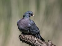 Stock-Dove