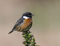 Stonechat (m)