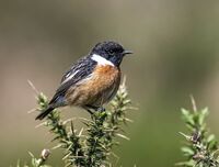Stonechat (m)