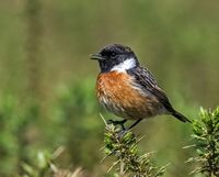 Stonechat (m)