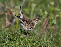 Skylark