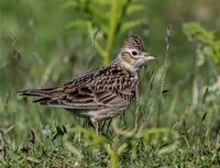 Skylark