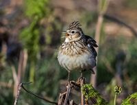 Skylark