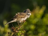 Whitethroat