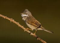 Whitethroat
