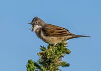 Whitethroat
