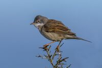 Whitethroat (m)