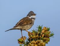 Whitethroat