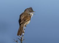 Whitethroat (m)