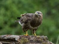 Buzzard