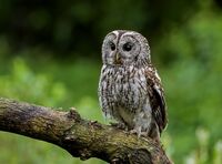 Tawny-Owl
