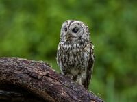 Tawny-Owl