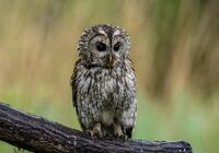 Tawny-Owl