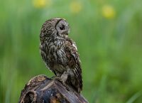 Tawny-Owl