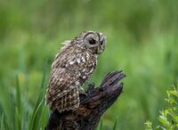 Tawny-Owl